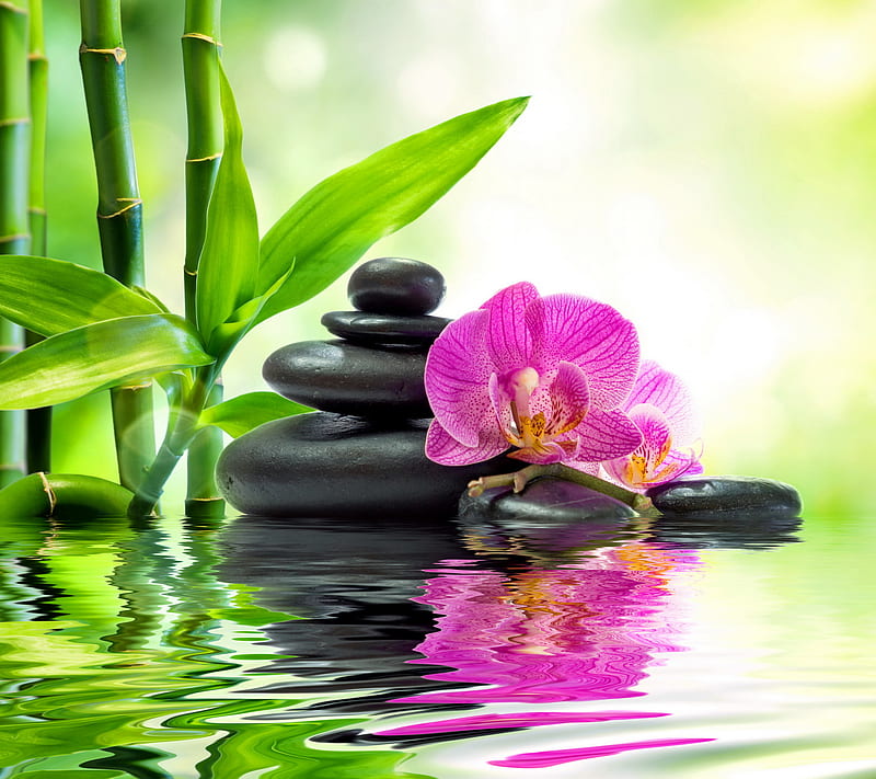 Relaxing Spa, bamboo, orchid, relax, stones, water, zen, HD wallpaper