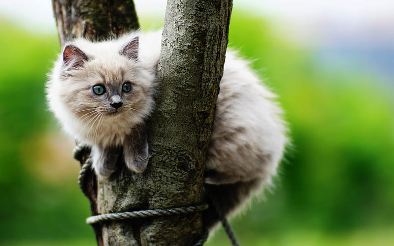 balinese, fluffy beige cat, cute animals, cat on tree, pets, cats, HD wallpaper