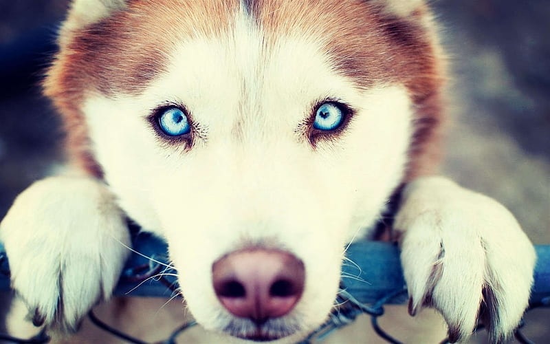 Husky, muzzle, pets, blue eyes, cute animals, Siberian Husky, dogs, Husky Dog, HD wallpaper