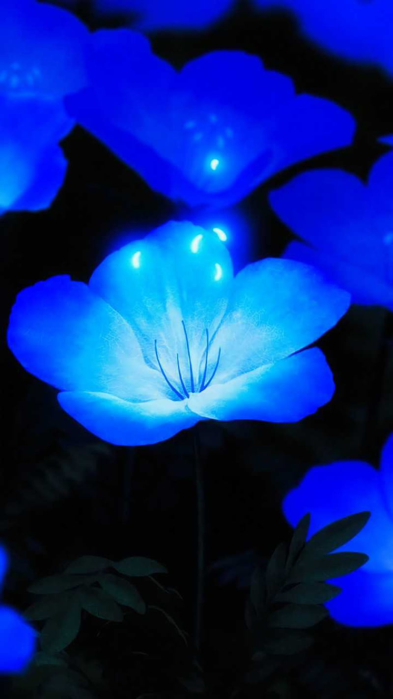 Blue Flowers, blue, flowers, flower, flowers spain, neon, reluque, tulip, usa, HD phone wallpaper