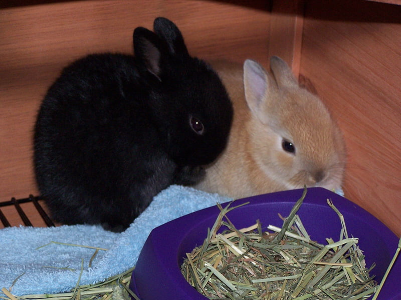 Mini Dwarf Bunny Rabbits, rabbits, rabbit, bunny, dwarf, HD wallpaper
