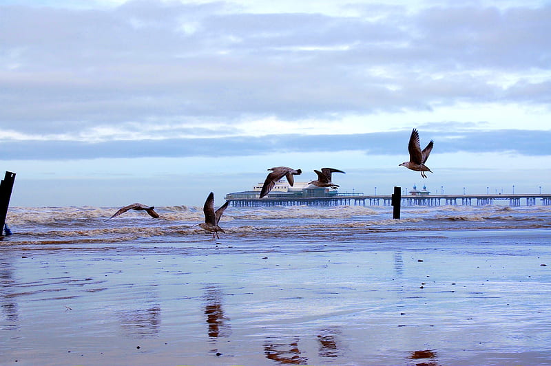 seagulls in springtime, graph, cloud, blackpool, pier, birds, creation, spring, seagull, sky, seagulls, clouds, sea, beach, blue, HD wallpaper