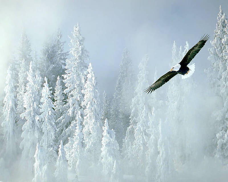 Águia, eagle, aguia, HD wallpaper Águia, eagle, aguia, HD wallpaper