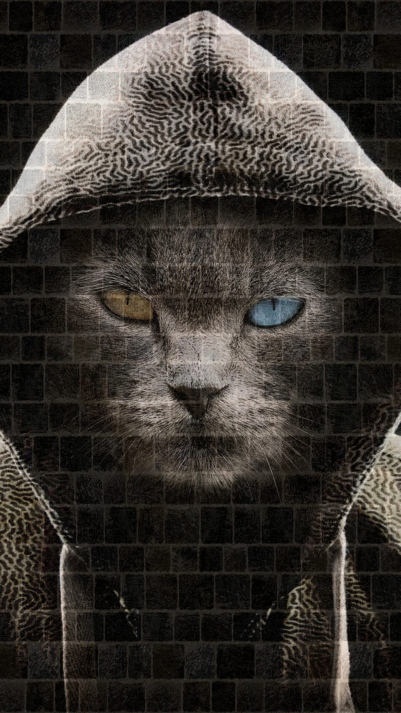 Hoodie cat, wall, wild, HD phone wallpaper | Peakpx