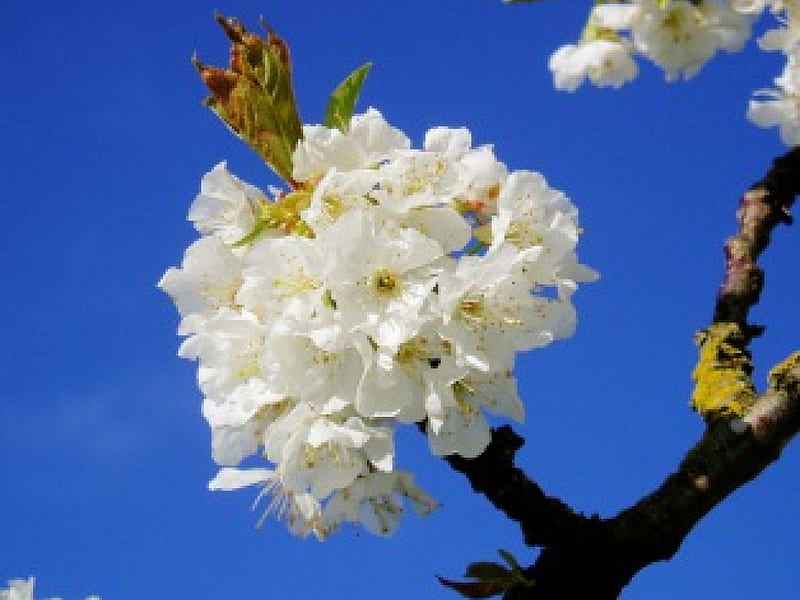 Flowering Plum, blossoms, plum tree, HD wallpaper