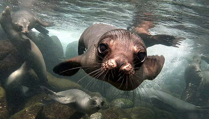 Here's looking a you, underwater, seal, close up, galapagos Islads, HD wallpaper