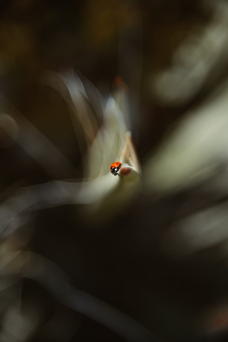 ladybug, leaf, macro, blur, HD phone wallpaper