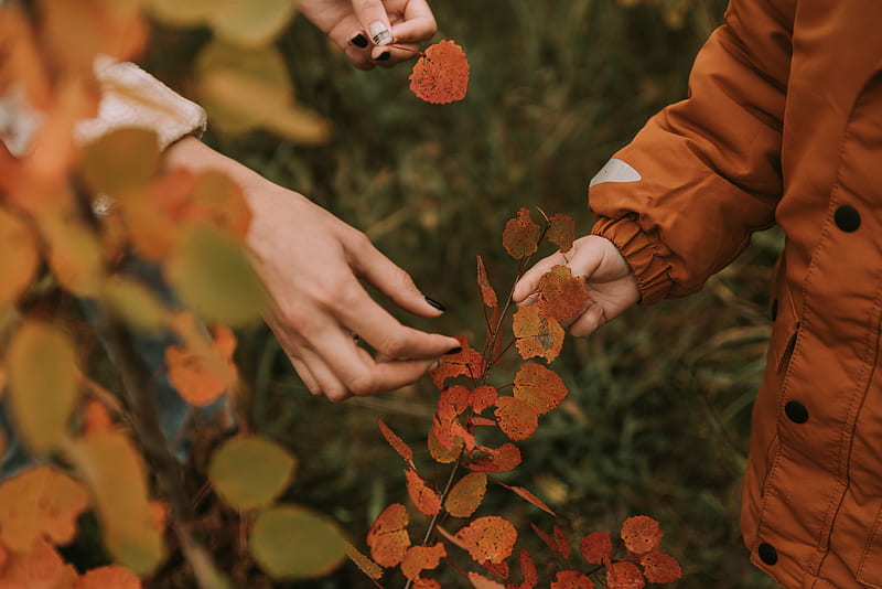 hands, fingers, leaves, branches, autumn, HD wallpaper