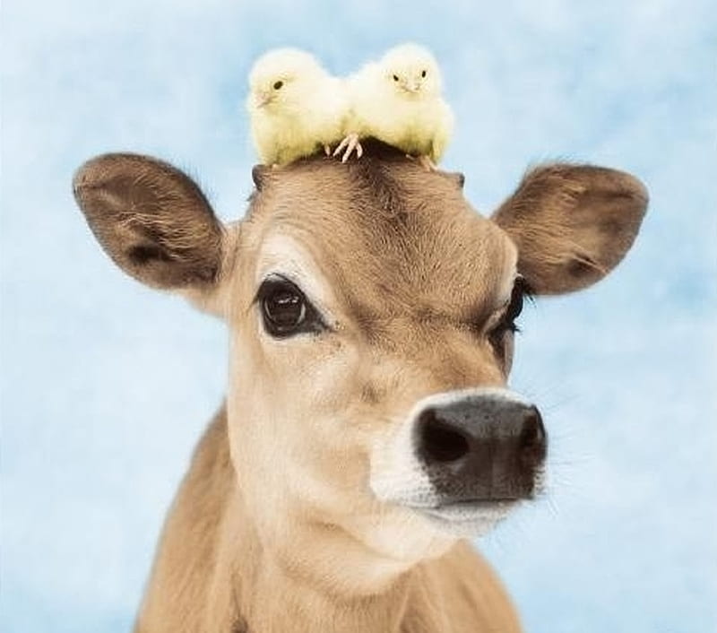:), vutel, cow, chicken, pasare, chick, animal, cute, bird, vaca, HD wallpaper