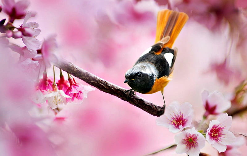 Pájaro, sakura, naranja, flor, primavera, rosa, plumas, Fondo de pantalla  HD | Peakpx