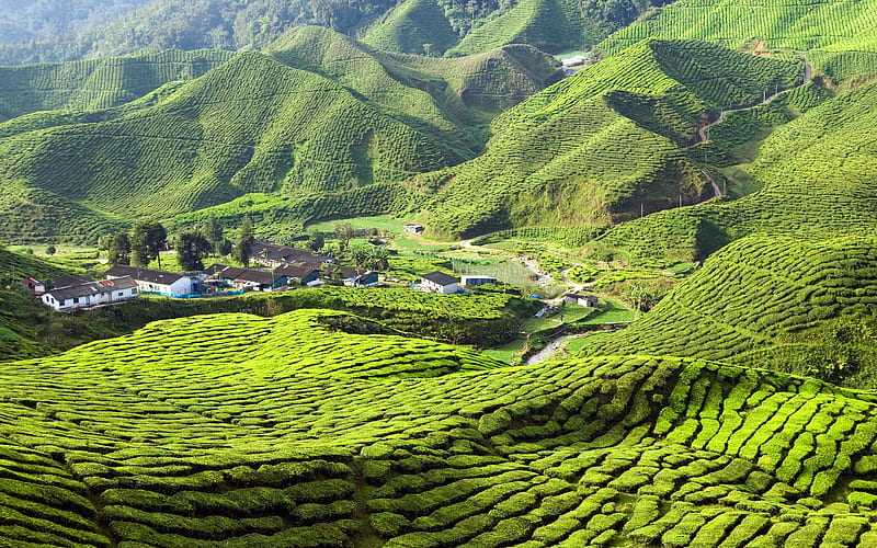 Cameron Highlands tea plantations, hills, summer, Malaysia, Asia, HD wallpaper