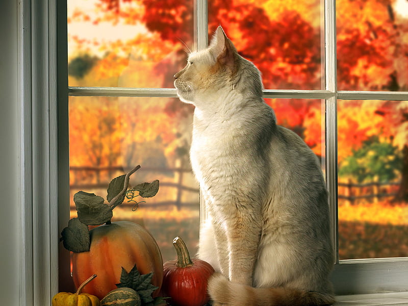 Cat in window in autumn, fence, fall, autumn, window, cat, vegetable, sweet, fruit, feline, pumpkin, kitten, HD wallpaper