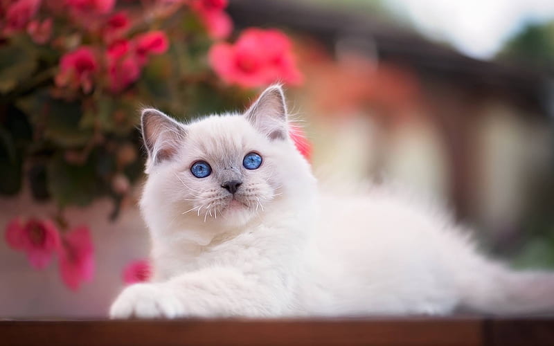 Ragdoll, pets, denectic cat, cute animals, blue eyes, cats, Ragdoll Cat, HD wallpaper