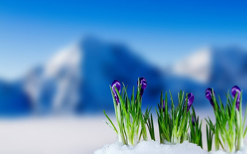 mountains, little flowers, spring, crocuses, blur, HD wallpaper