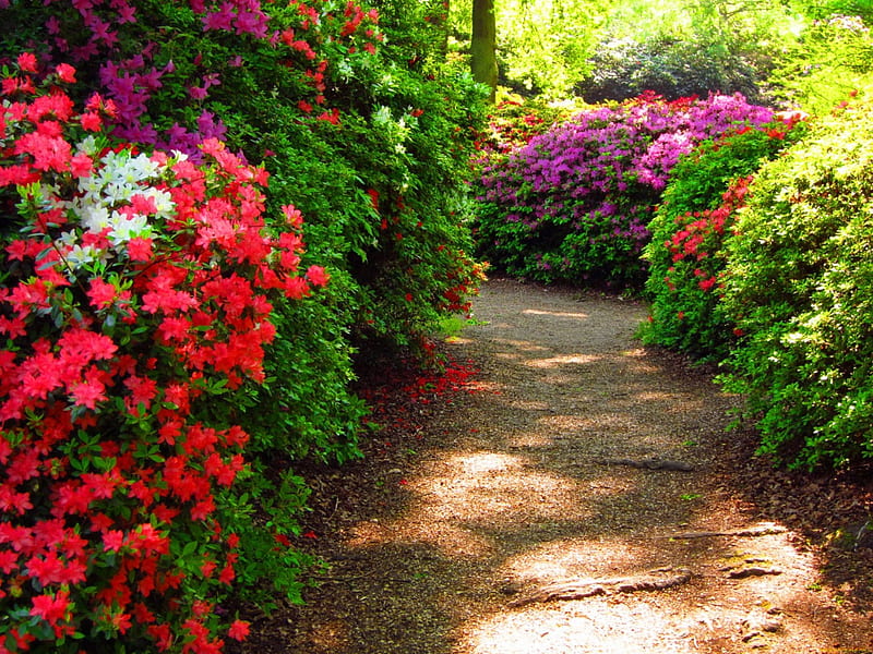Park alley, colorful, lovely, scent, bonito, park, freshness, alleys, nice, summer, flowers, path, garden, nature, HD wallpaper