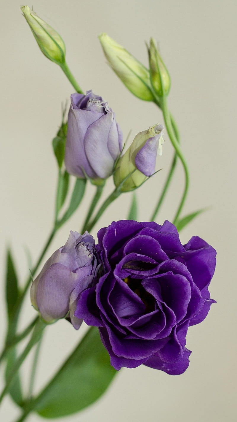 Flor morada, flores, morado, bonito, primavera, Fondo de pantalla de  teléfono HD | Peakpx