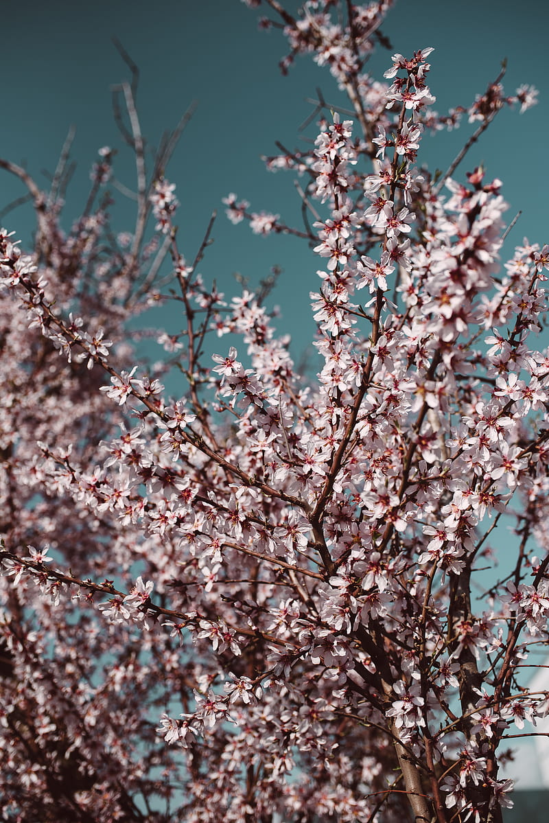 flowers, bloom, spring, branches, sky, HD phone wallpaper