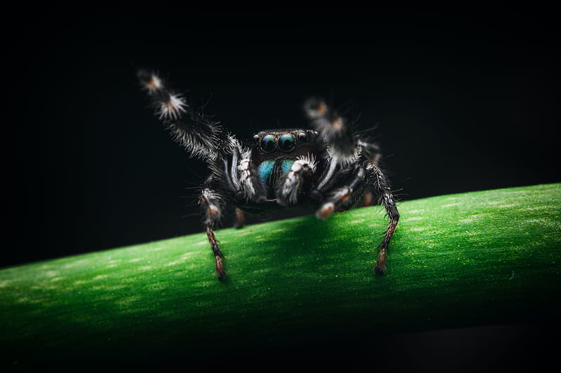 Spiders, Jumping Spider, HD wallpaper