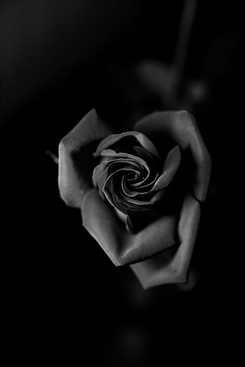 Rose, bw, bud, petals, closeup, HD phone wallpaper | Peakpx