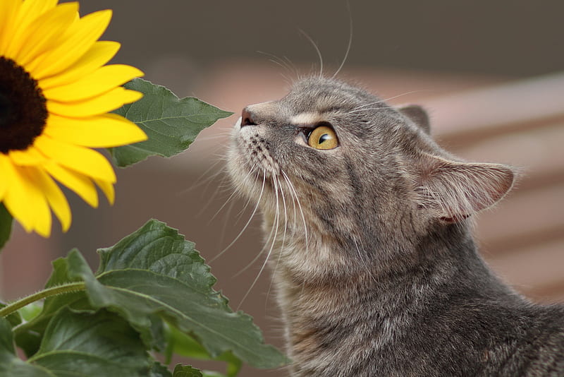 sunshine in my eyes, sunflower, sniffing, lovely, cat, HD wallpaper
