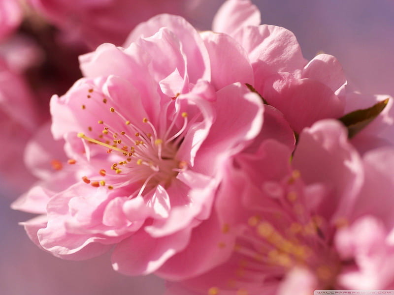 PLUM BLOSSOMS, pretty, lovely, beautiful, branch, plum, close up, macro, blossoms, flowers, pink, HD wallpaper