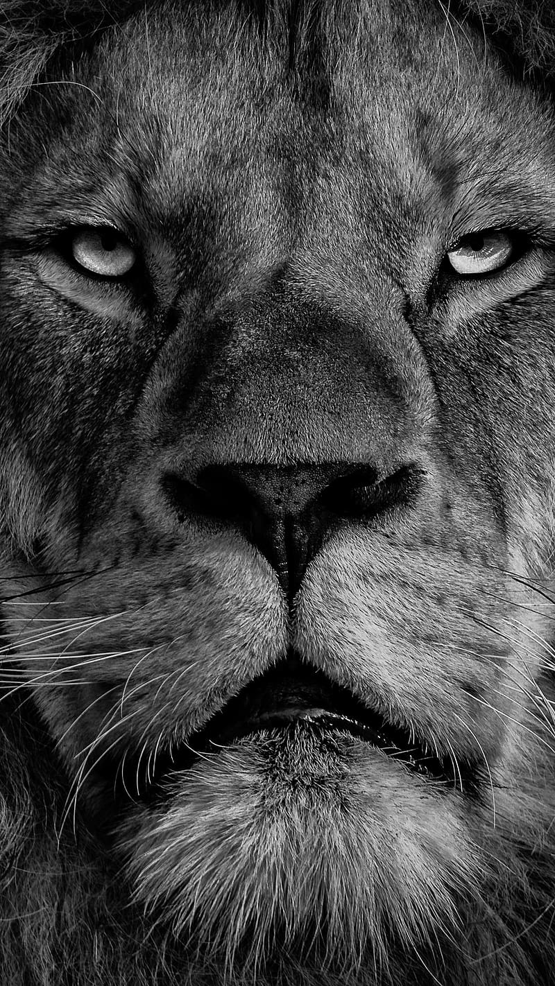 Lion , Black And White, king of the jungle, scariest lion, HD phone wallpaper
