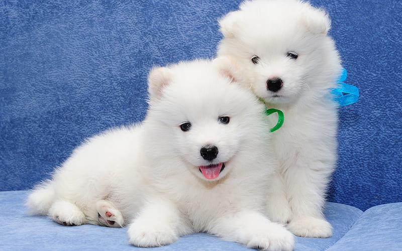 Samoyed, white fluffy puppies, small dogs, cute animals, HD wallpaper