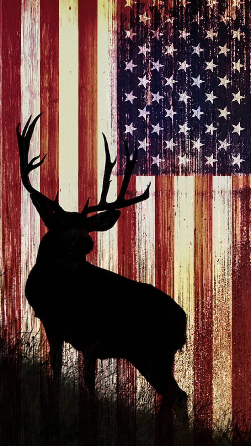 American deer, america, deer, HD phone wallpaper