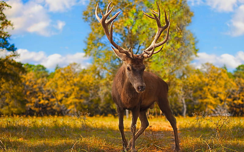 brown deer, large horns, forest, autumn, forest animals, HD wallpaper