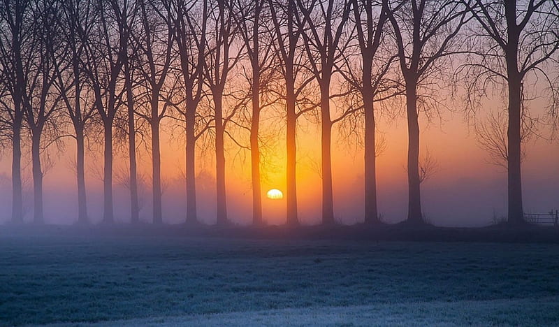 Sunrise Between The Trees, dawn, foggy, grass, bonito, trees, sky, mist, cold, frosty, sunrise, field, HD wallpaper