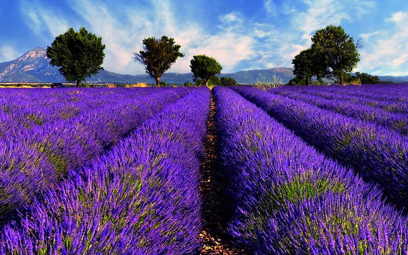 Sea of Lavender, flowers, nature, lavender, trees, sky, landscape, HD wallpaper