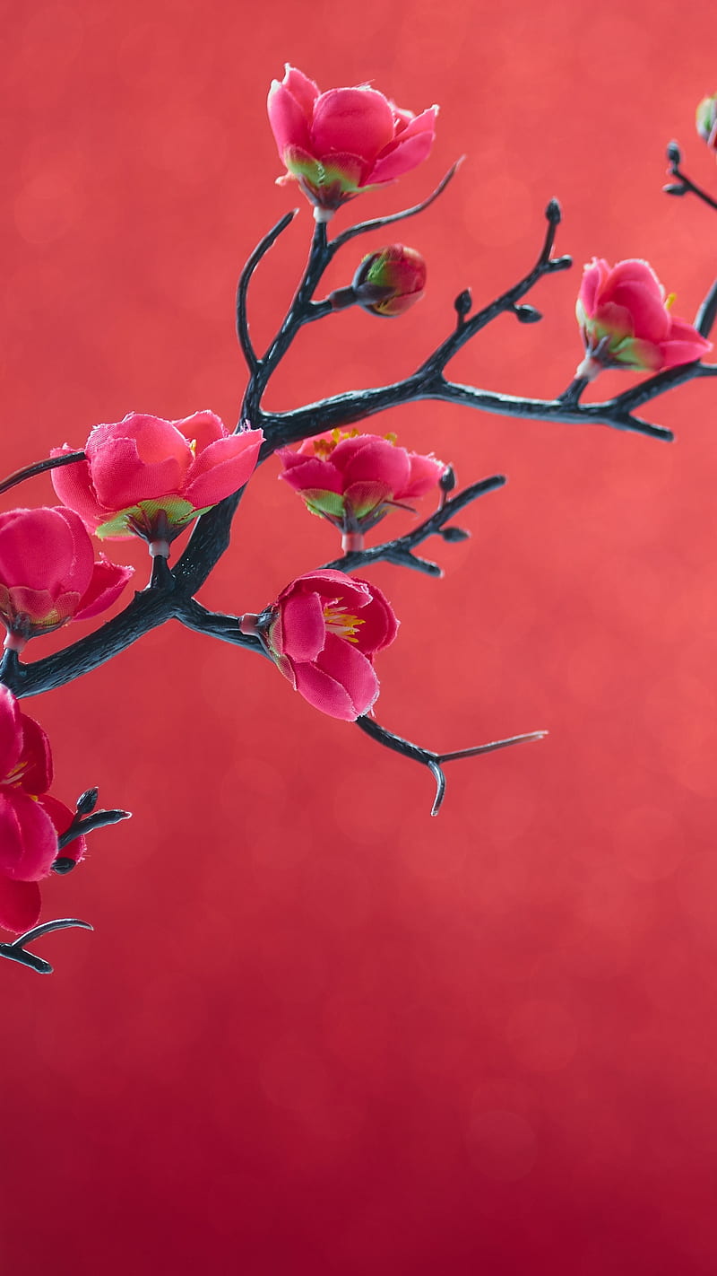 Red flowers, branch, nature, red background, tree, HD phone wallpaper |  Peakpx