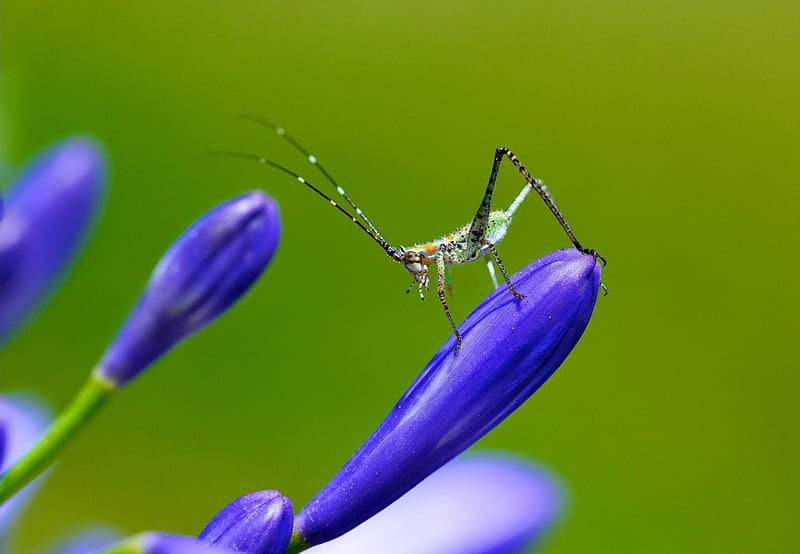 King of the hill, grasshopper, green, flower, gaurav agrawal, insect, funny, blue, HD wallpaper