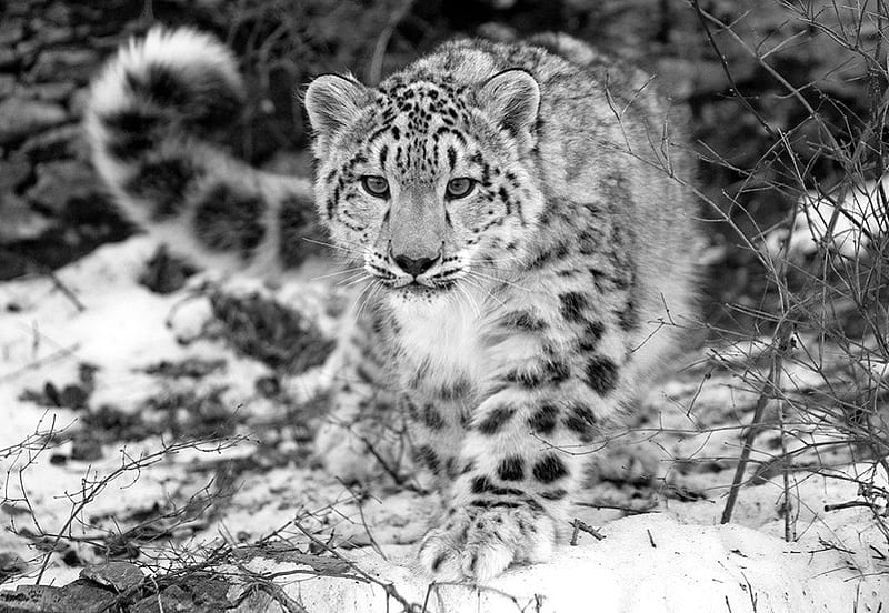 Endangered Beauty, endangered, leopard, snow, ice, beauty, snow leopard, cats, animals, HD wallpaper