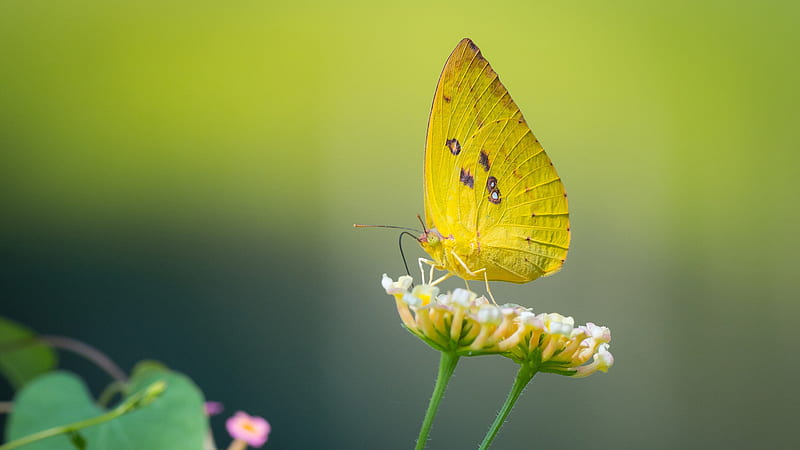 Yellow Butterfly On White Flower In Light Green Background Butterfly ...