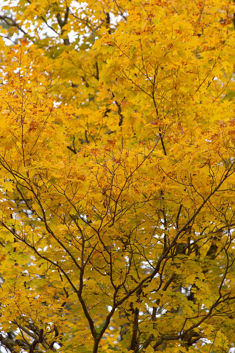 tree, yellow, leaves, autumn, nature, HD phone wallpaper
