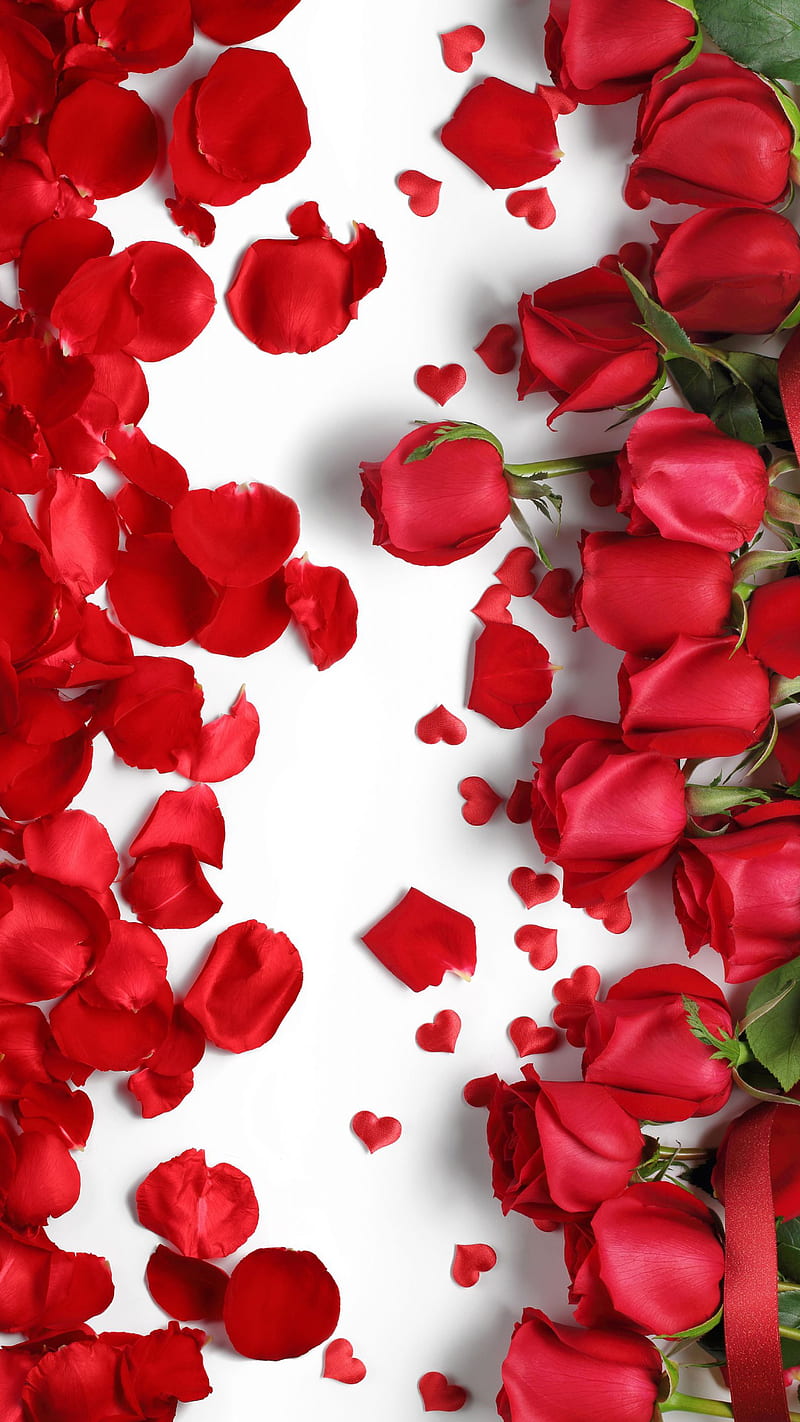 Valentine roses, love, petals, red, romance, rose, HD phone wallpaper