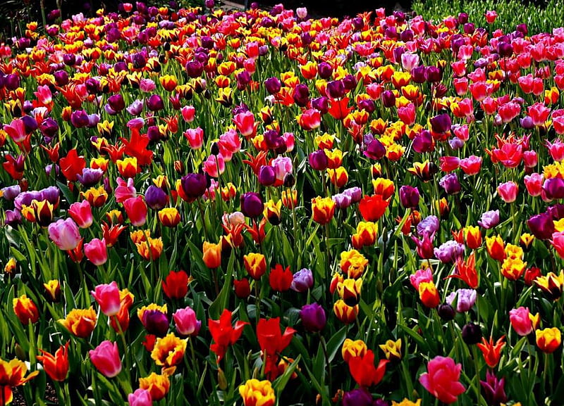 Sea of tulips, red, amazing, wonderful, colors, yellow, bonito, magic, sea, purple, flowers, beauty, tulips, field, HD wallpaper