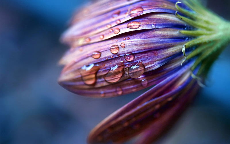 Flower Close Up, moist, pretty, nice, purple, rain drop, flower, nature, HD wallpaper