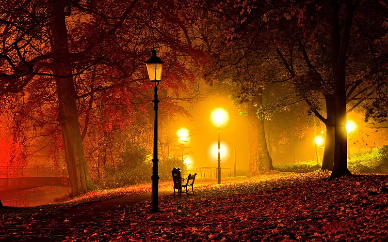 Autumn Night, Tree, Autumn, Nature, Night, HD wallpaper