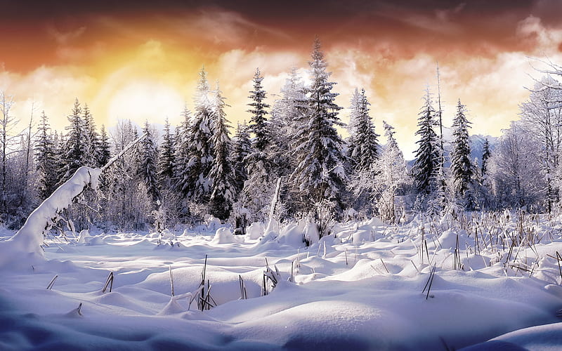 Winter and Background, 1920X1200 Winter, HD wallpaper