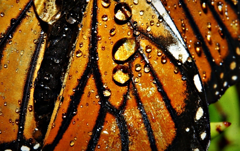 Butterfly wings, orange, water drop, black, dew, monarch, wing, butterfly, green, macro, texture, insect, white, HD wallpaper