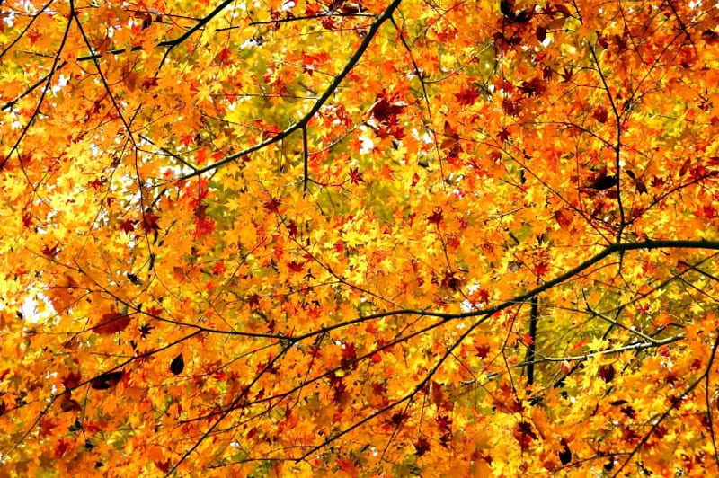 Brightly-Colored Autumn Branches, autumn, nature, leaves, branches, HD wallpaper