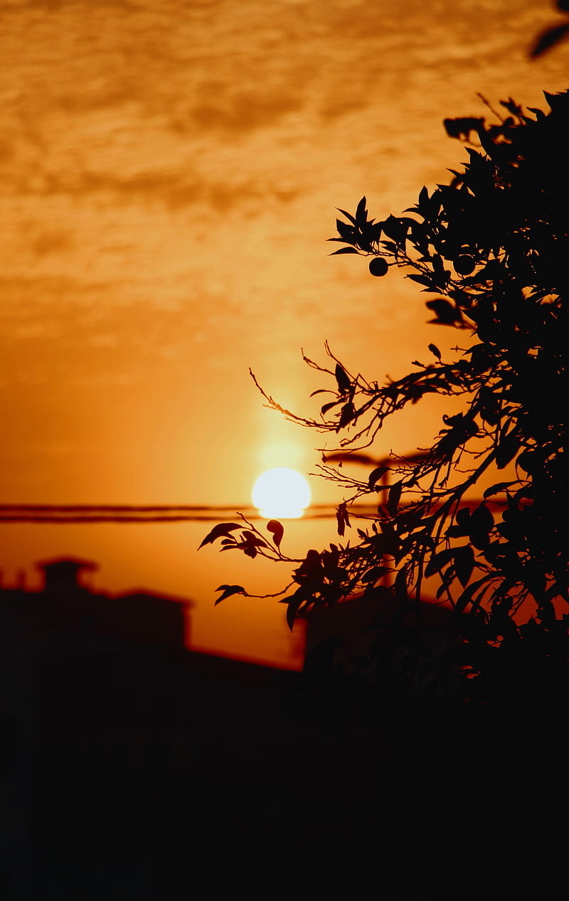 sunset, sun, branches, silhouette, sky, HD phone wallpaper