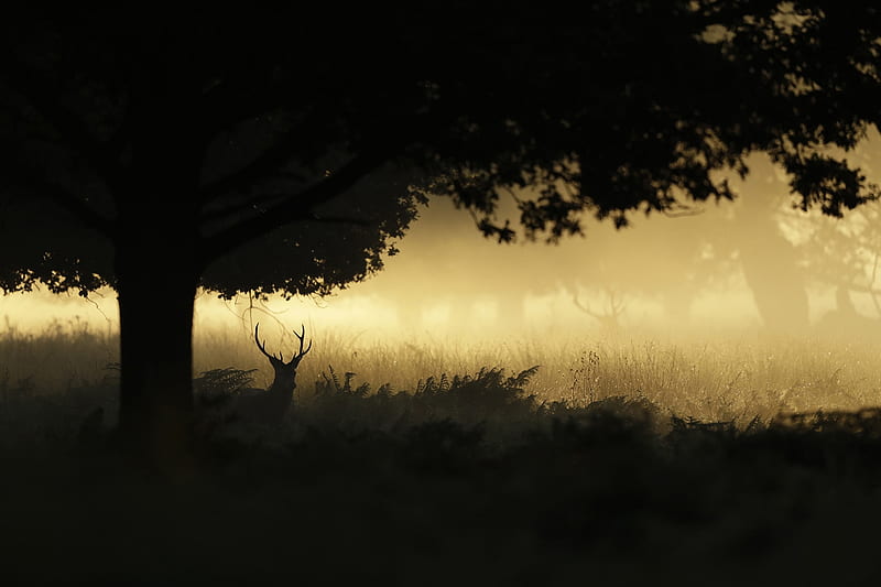 A stag stands in fog in Richmond Park, London, Vegetation, Richmond Park, London, 4 October 2016, Stag, Antlers, Fog, Rutting, HD wallpaper