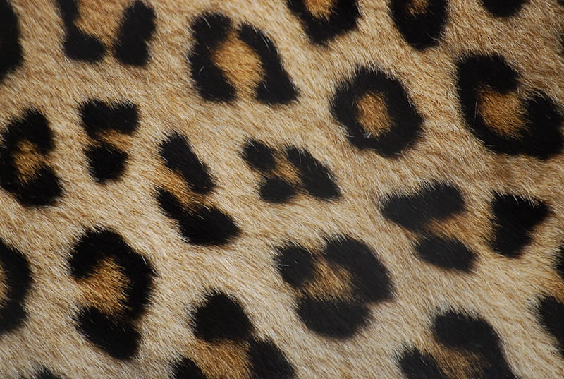 leopard fur, coat, pelt, hairs, animal, HD wallpaper