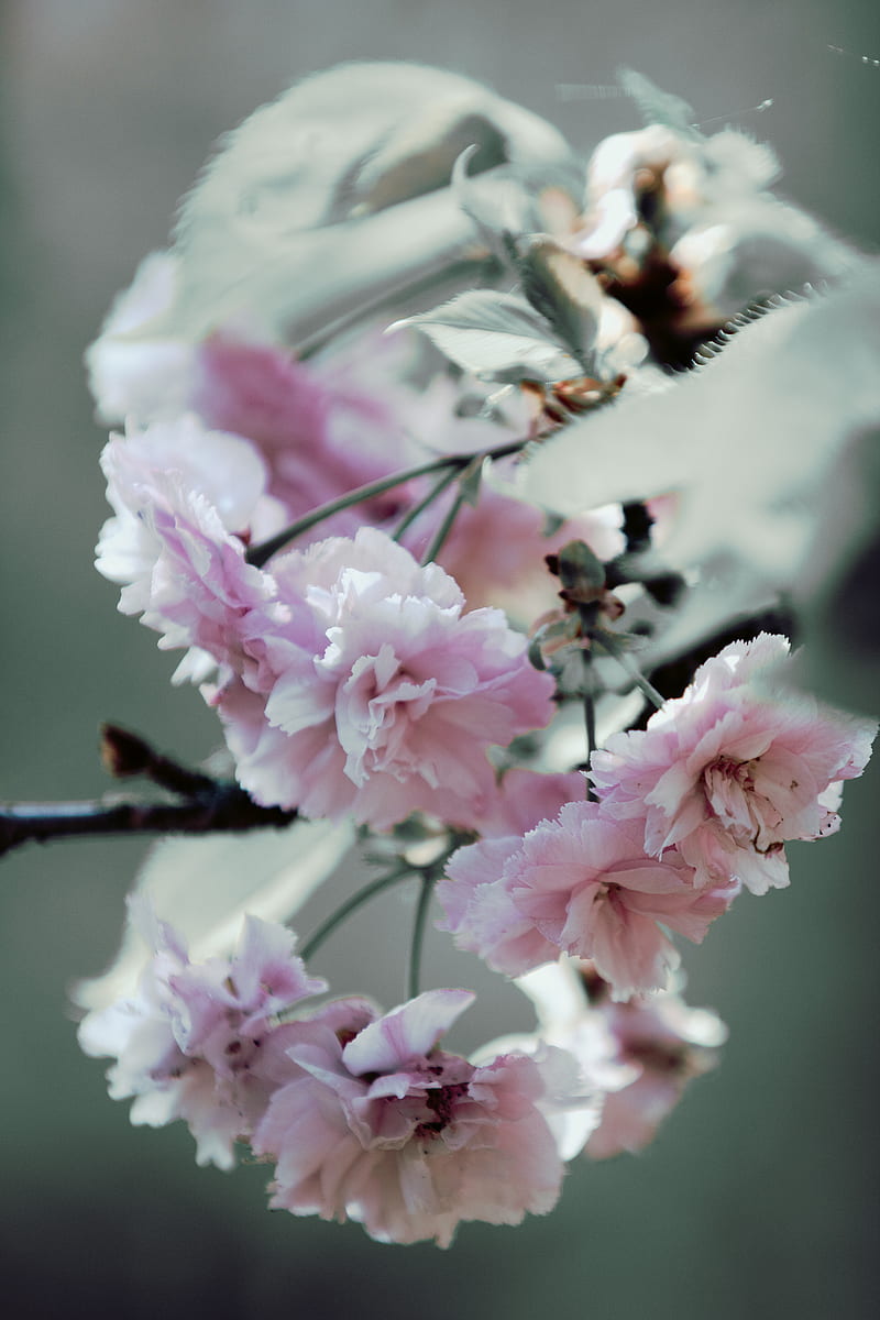 Flores de árbol, , flor, flores, japonés, naturaleza, rosa, árbol 