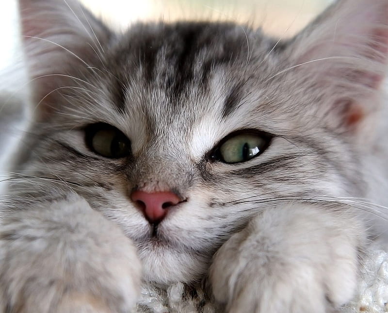 Cutiee Cat, cute, sweet, HD wallpaper