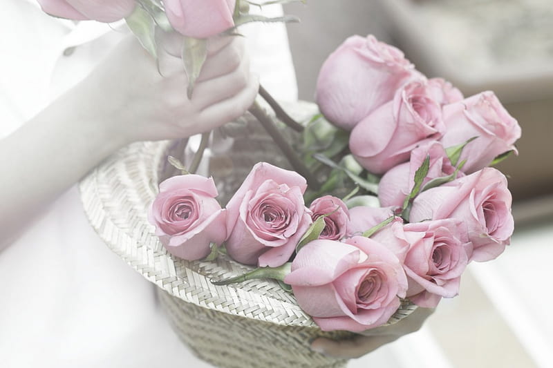 Basket Roses, lovely, basket, pastel, roses, for you, pink, sweet, HD wallpaper