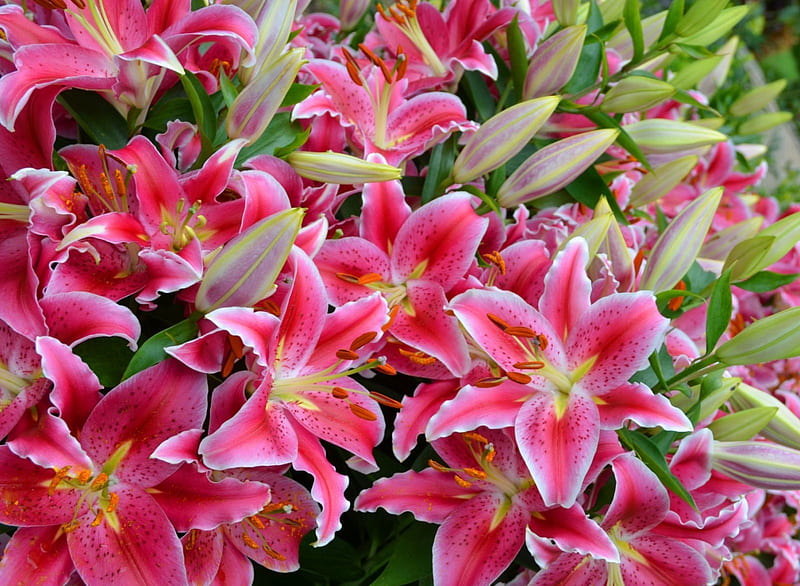 Beautiful Lillies, flowers, bonito, lillies, pink, HD wallpaper | Peakpx